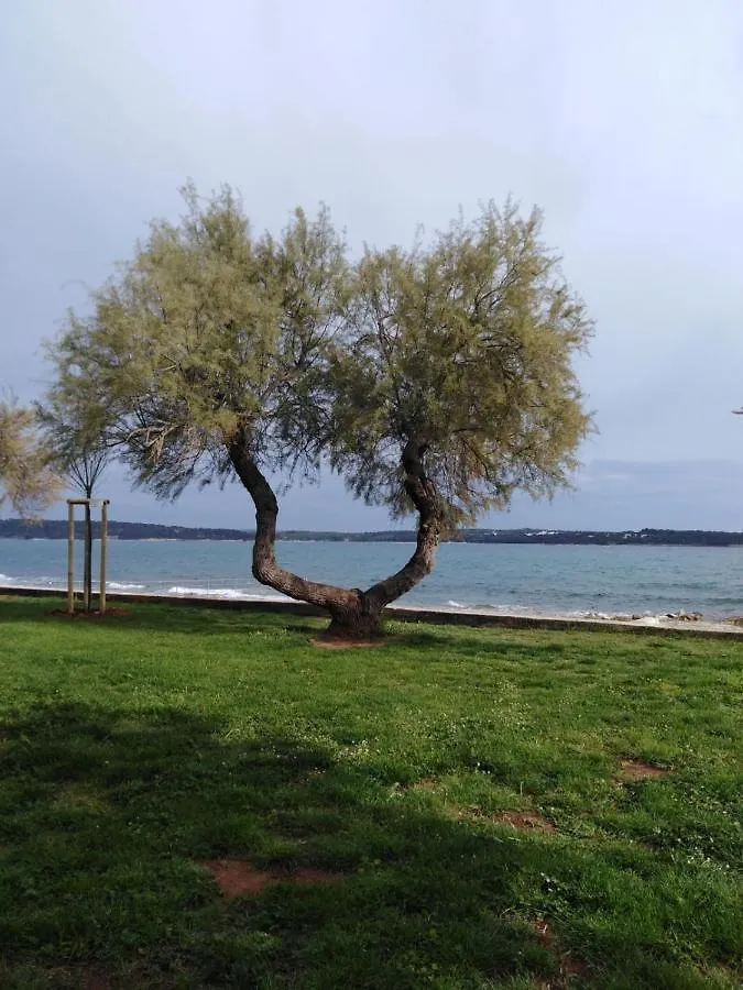Daire Apartmani Belvedere Novigrad Istria Hırvatistan